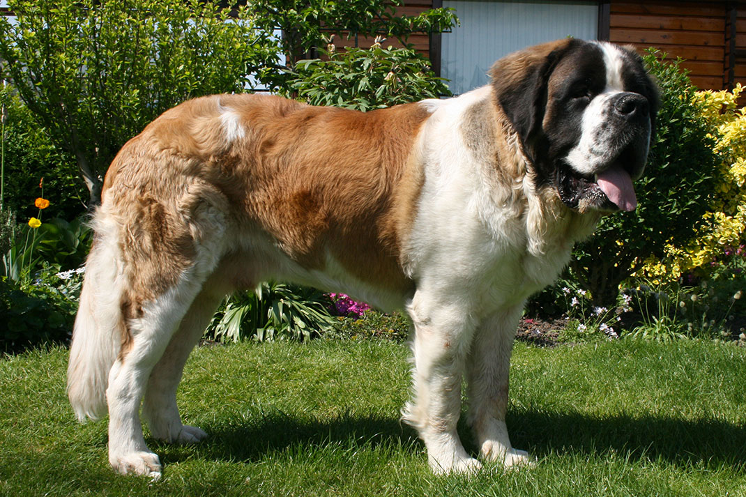 16-saint-bernard