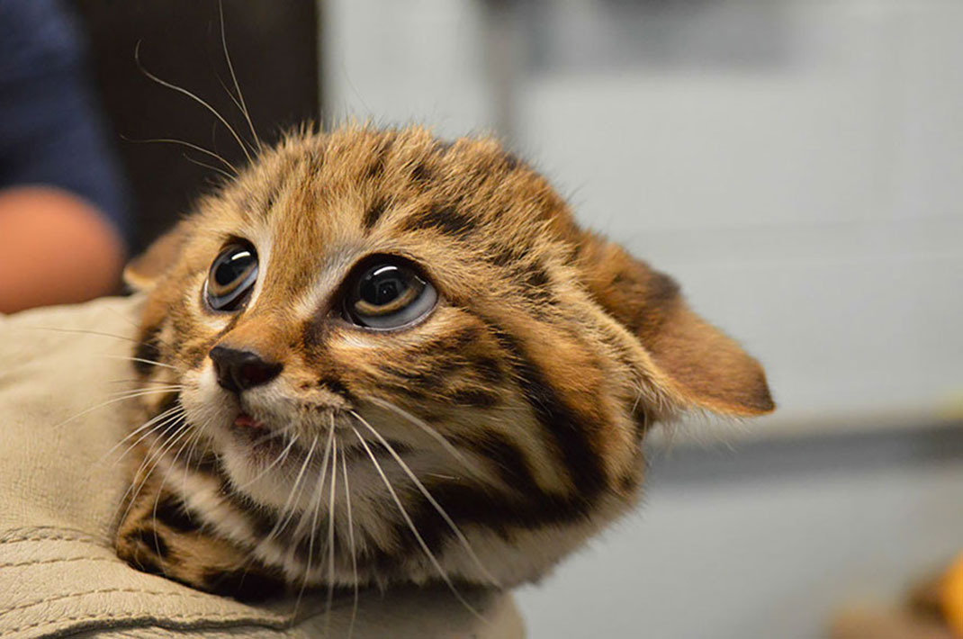 17-chat-PhilladelphiaZoo