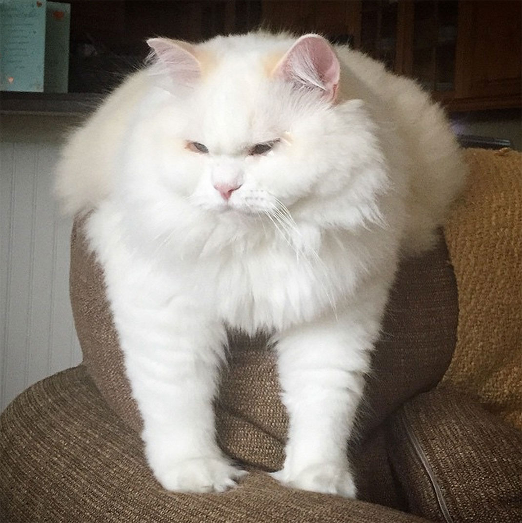 17-chatfluffy