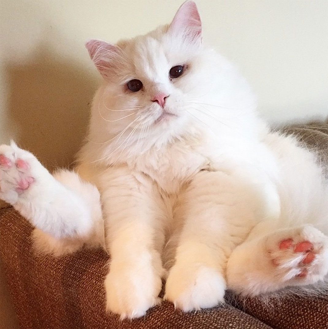18-chatfluffy