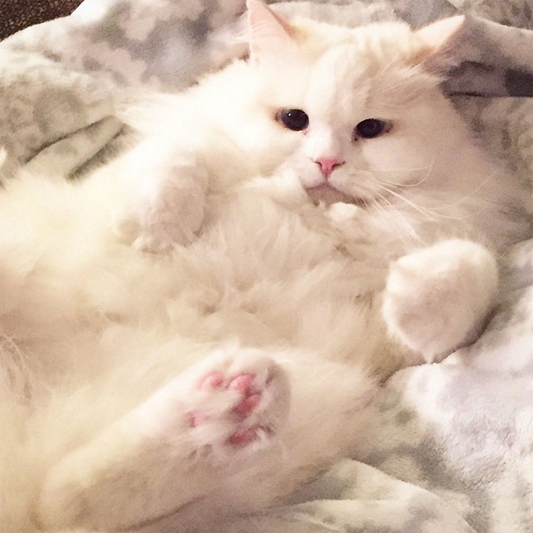 19-chatfluffy
