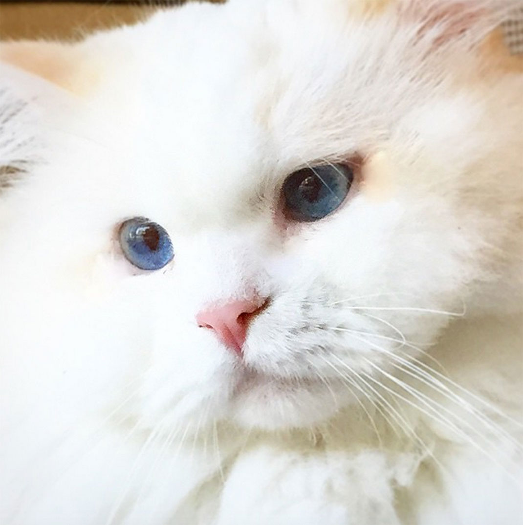 20-chatfluffy
