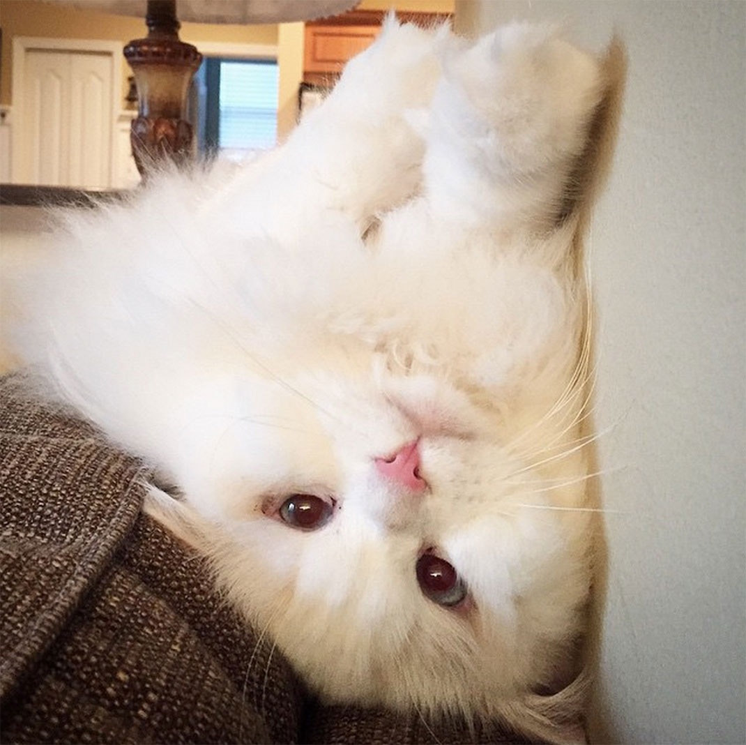 21-chatfluffy