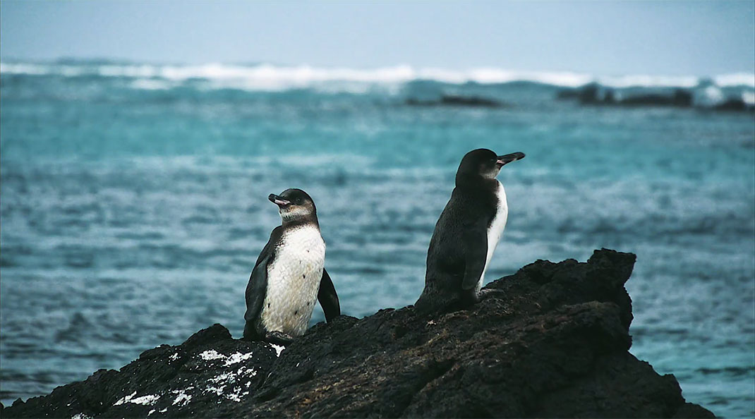 21-galapagos-TomPinsard