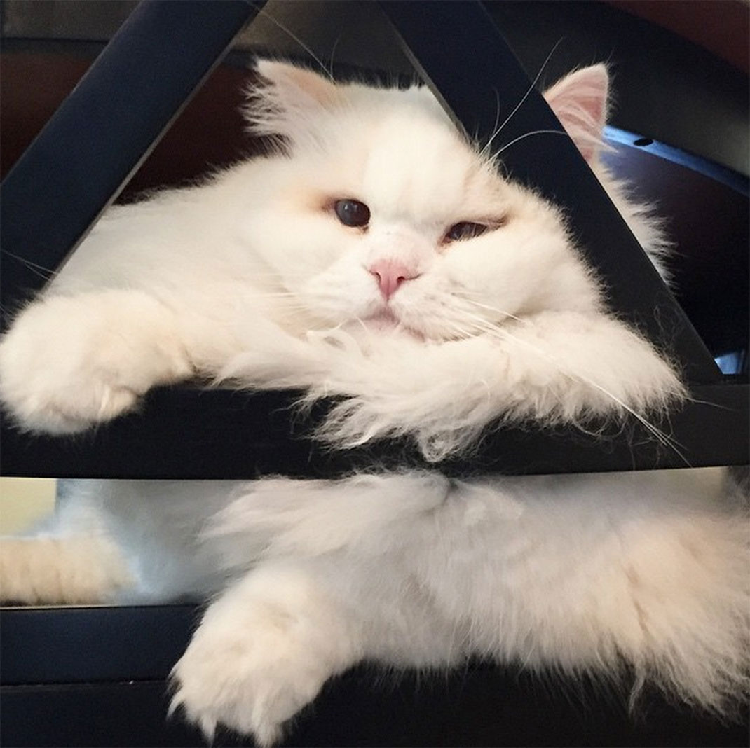 22-chatfluffy