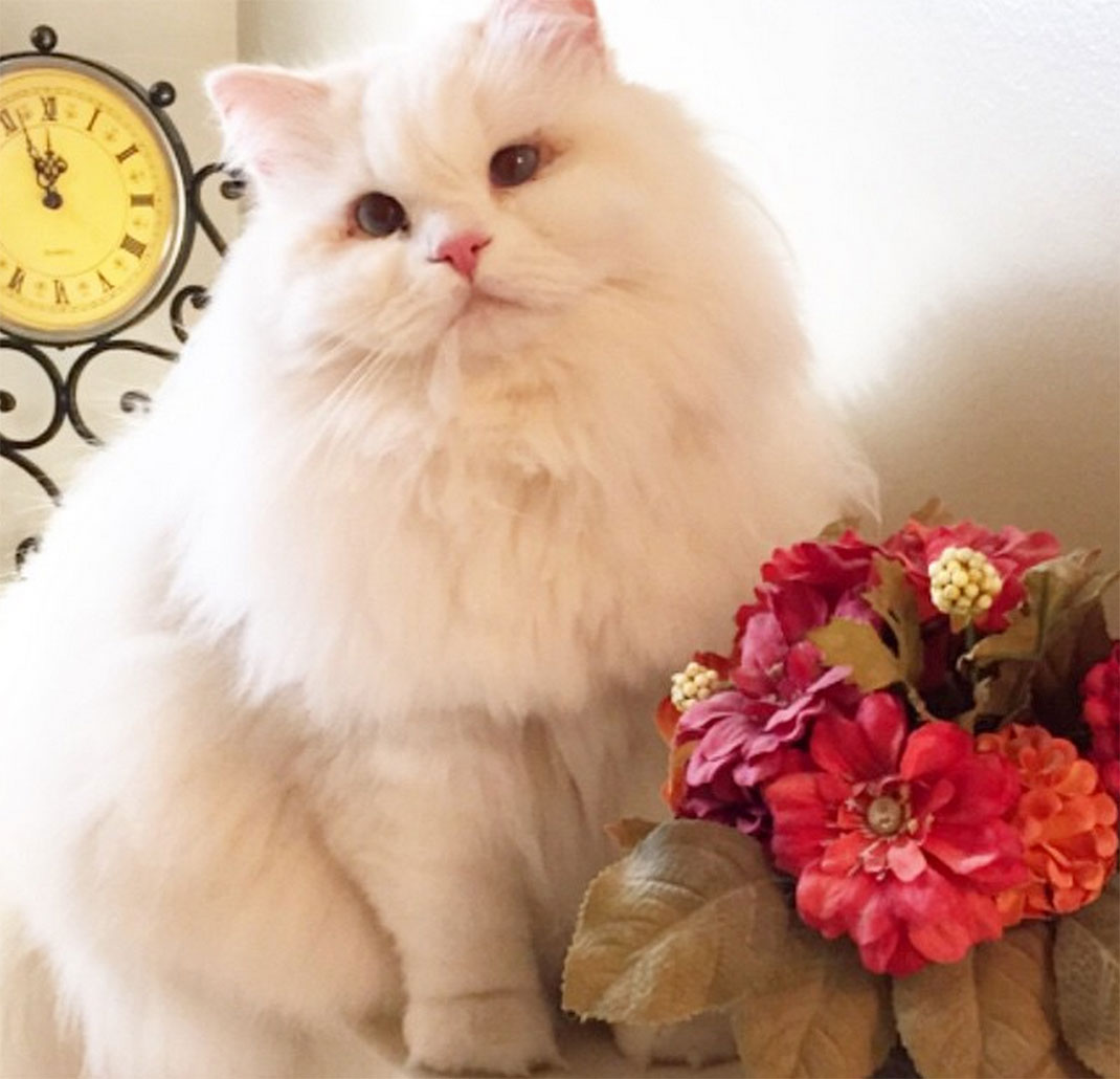 23-chatfluffy