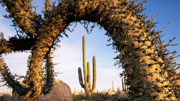 23-paysage-mexique
