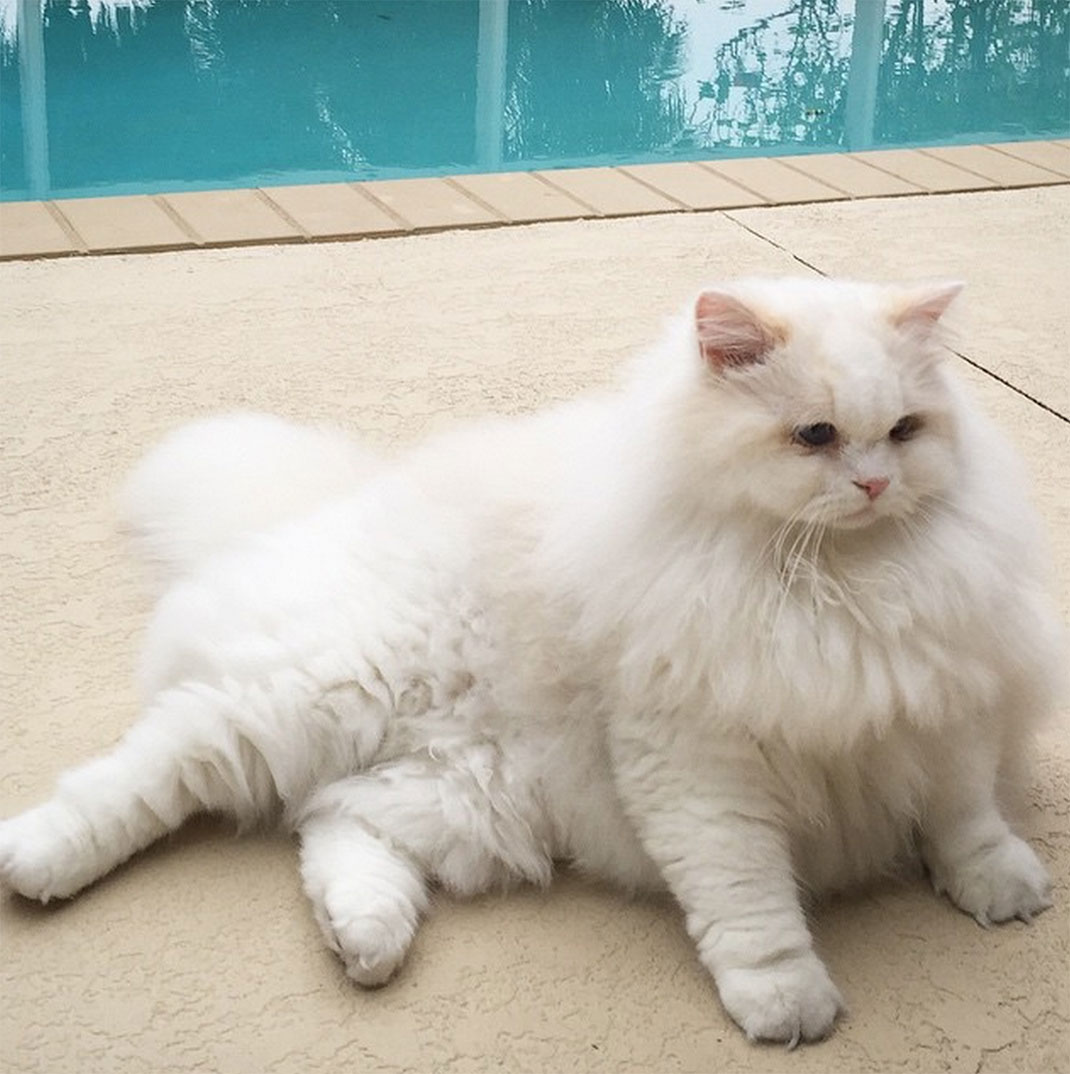24-chatfluffy