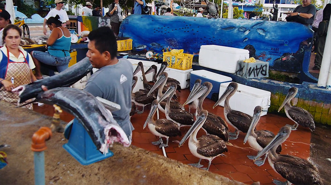 24-galapagos-TomPinsard