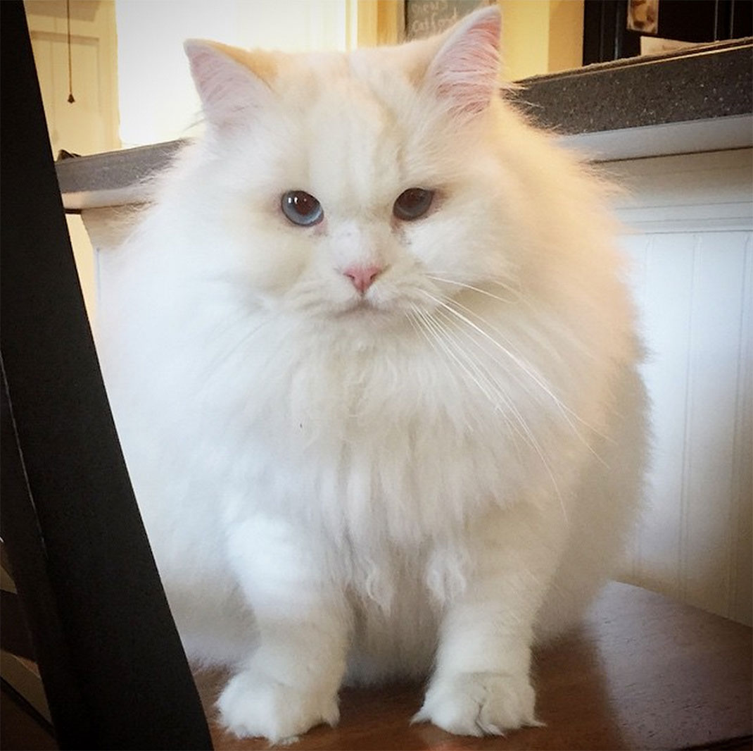 25-chatfluffy