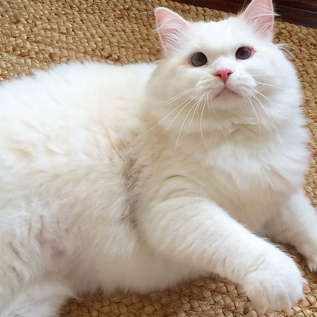 27-chatfluffy