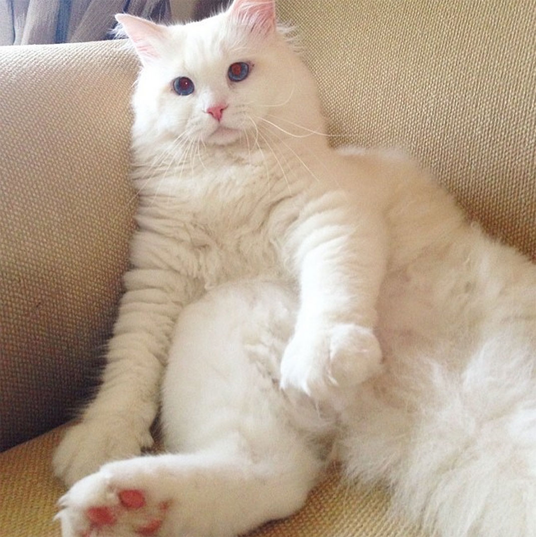 28-chatfluffy