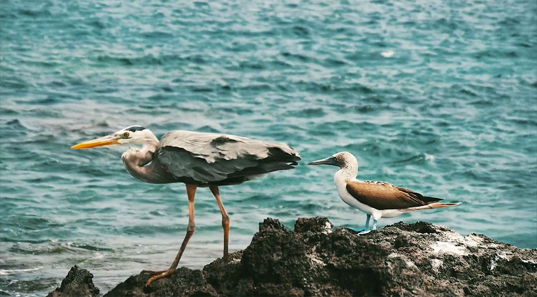 31-galapagos-TomPinsard