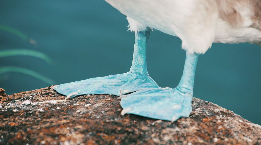 32-galapagos-TomPinsard