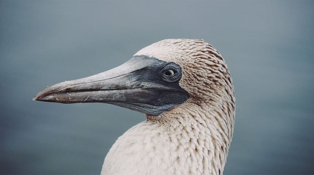 33-galapagos-TomPinsard