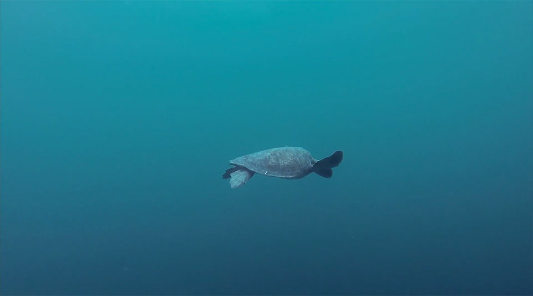 34-galapagos-TomPinsard
