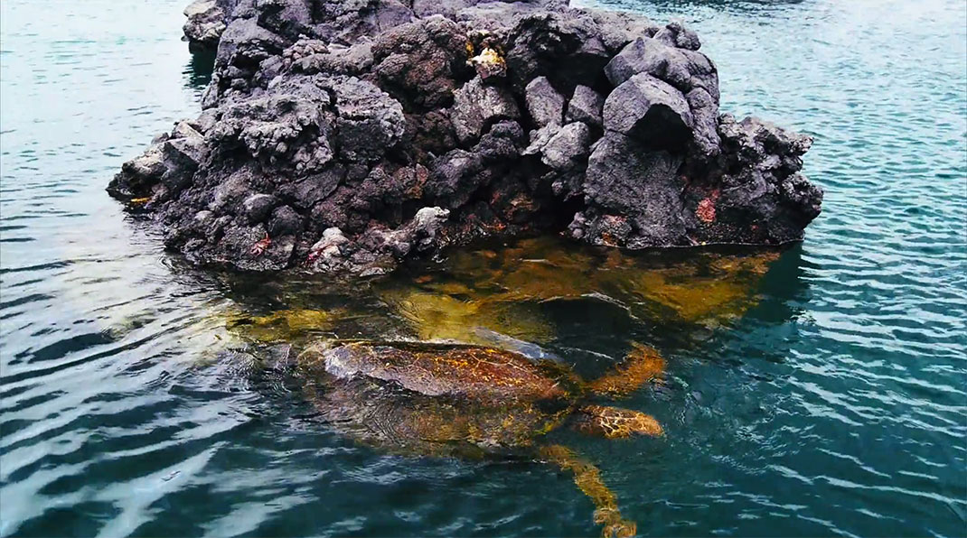 37-galapagos-TomPinsard