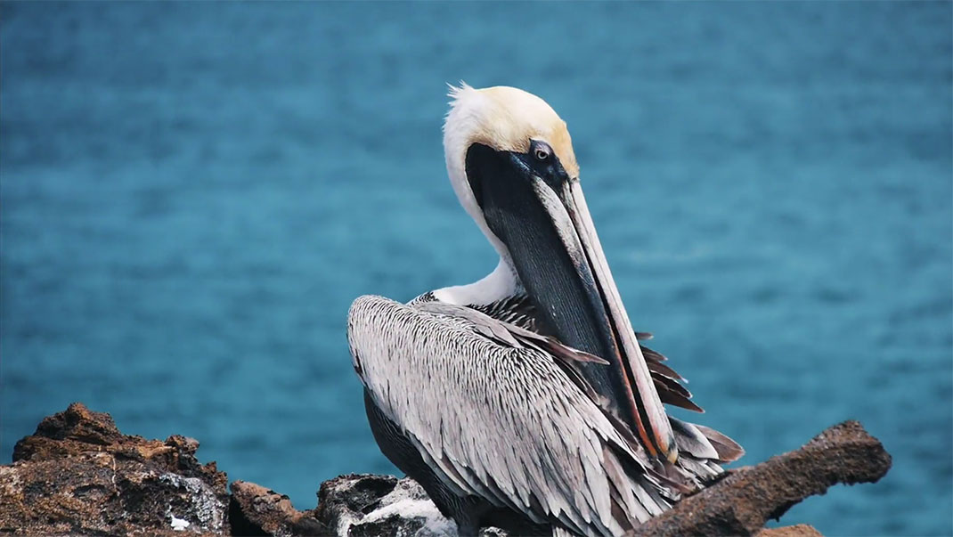 43-galapagos-TomPinsard