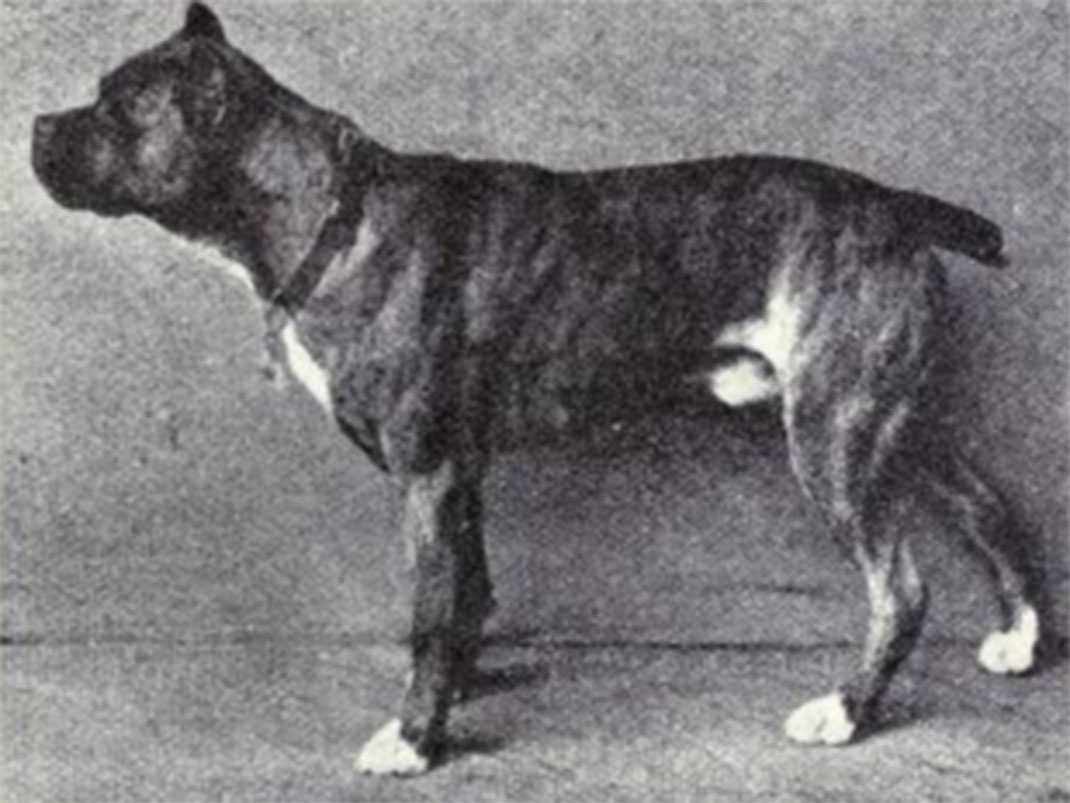 5-boxer-photo