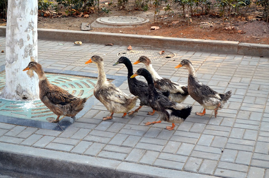 Groupe-de-canards-qui-marchent-PS