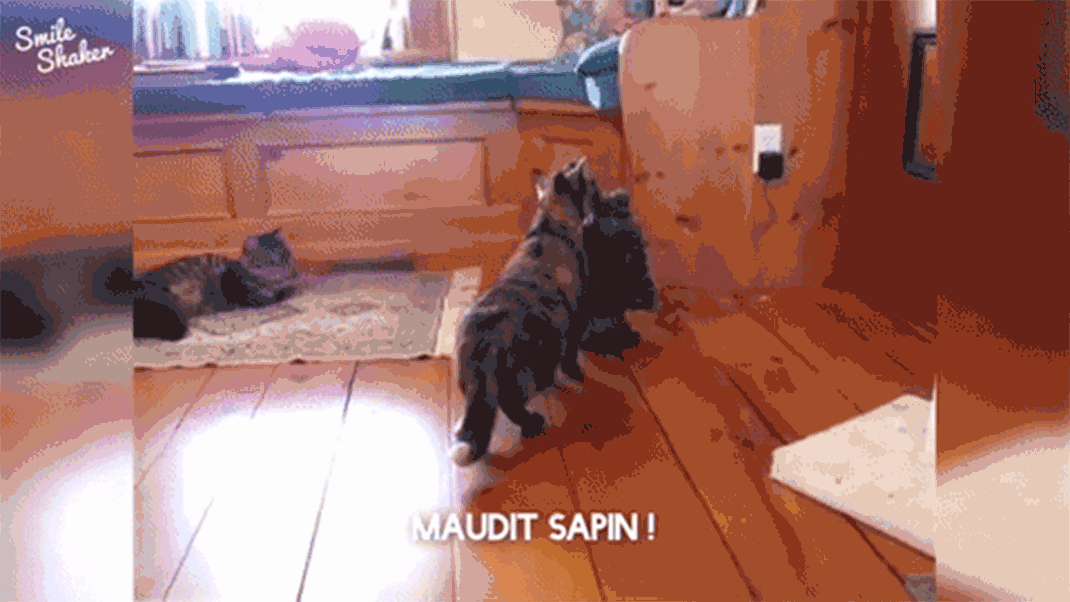 chat-sapin-parlant