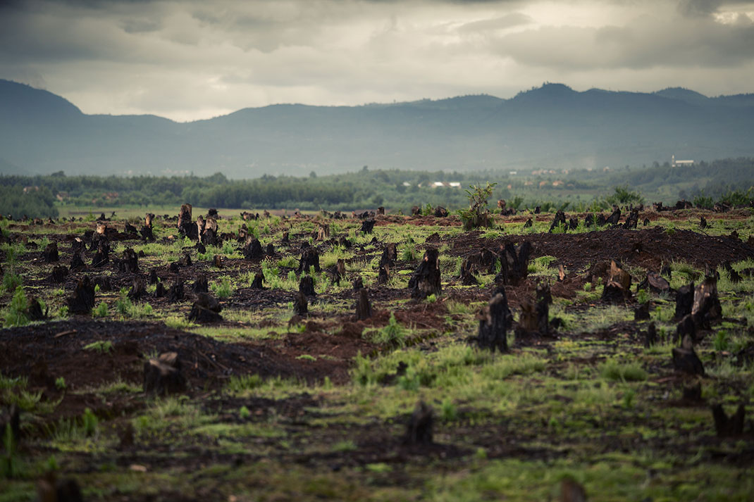 deforestation-photo
