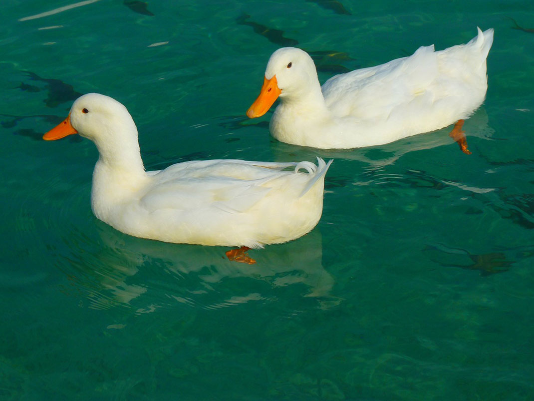 deux-canards-blancs-PS