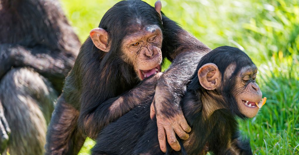 deux-singes-humour