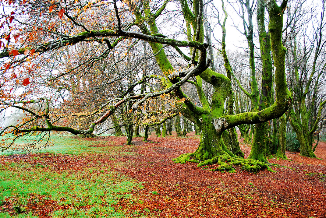 hetre-france