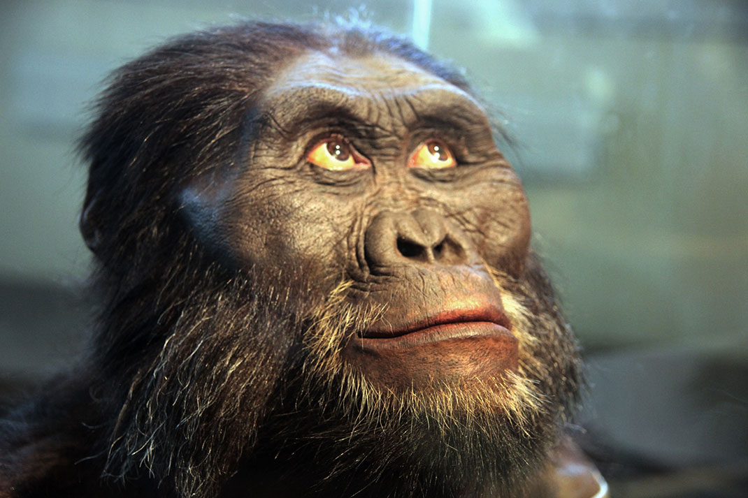 lucy-australopitheque