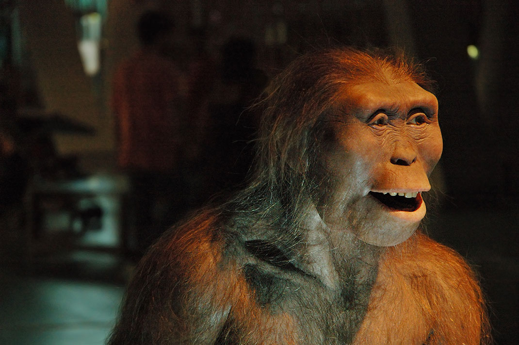 lucy-australopitheque4