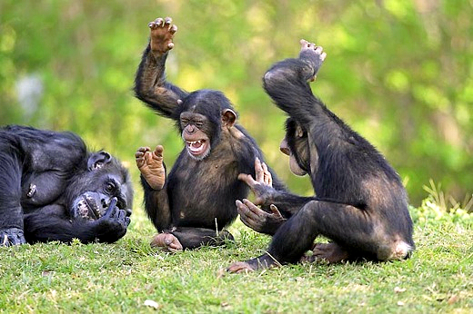 singe-rire