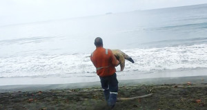 turtle savior