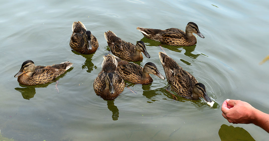 une-canard-pain