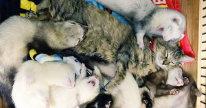 une-chat-furet