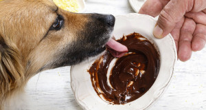 une-chien-chocolat