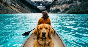 une-chienvadrouille