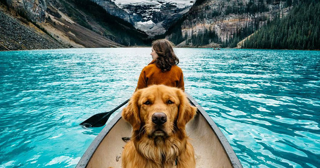 une-chienvadrouille