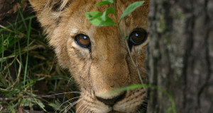 une-lion-bebe