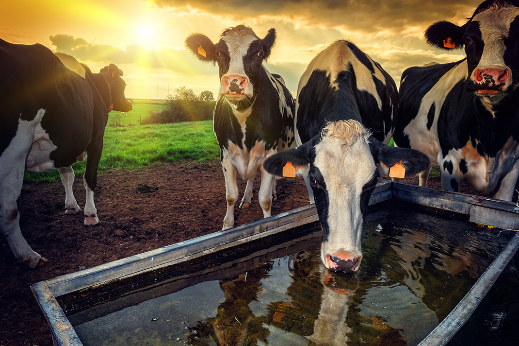 vache-eau