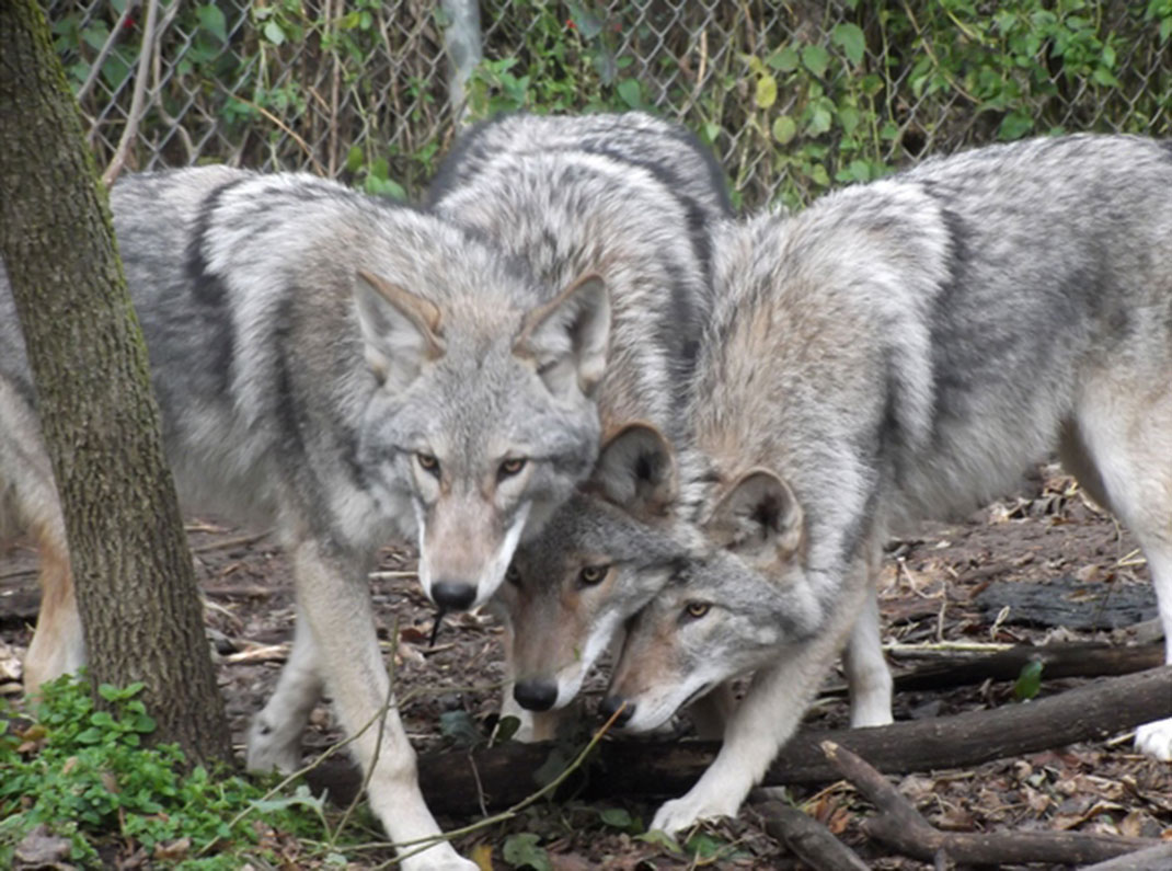 Coywolf-1