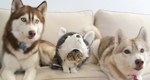 UNE-chaton-husky