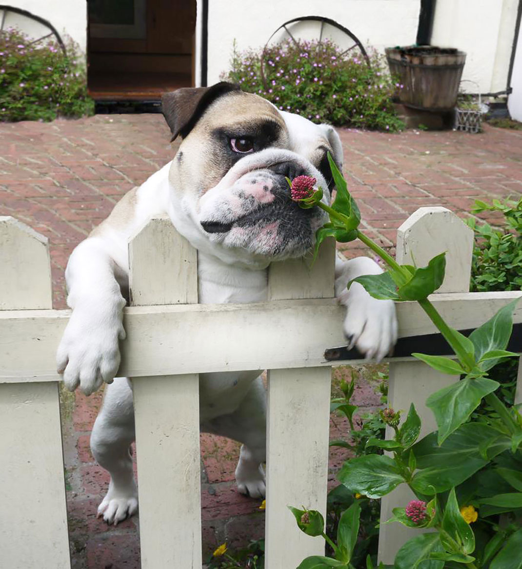 animals-smelling-flowers11