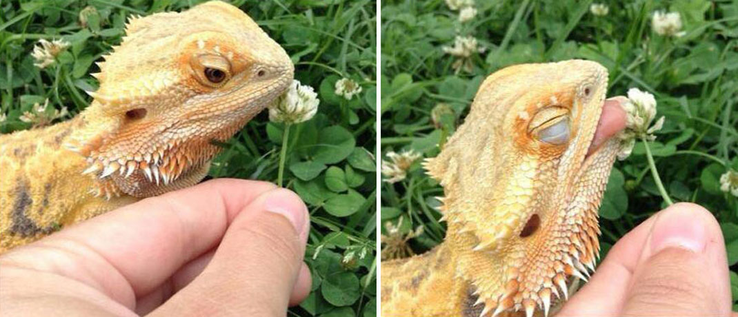 animals-smelling-flowers12