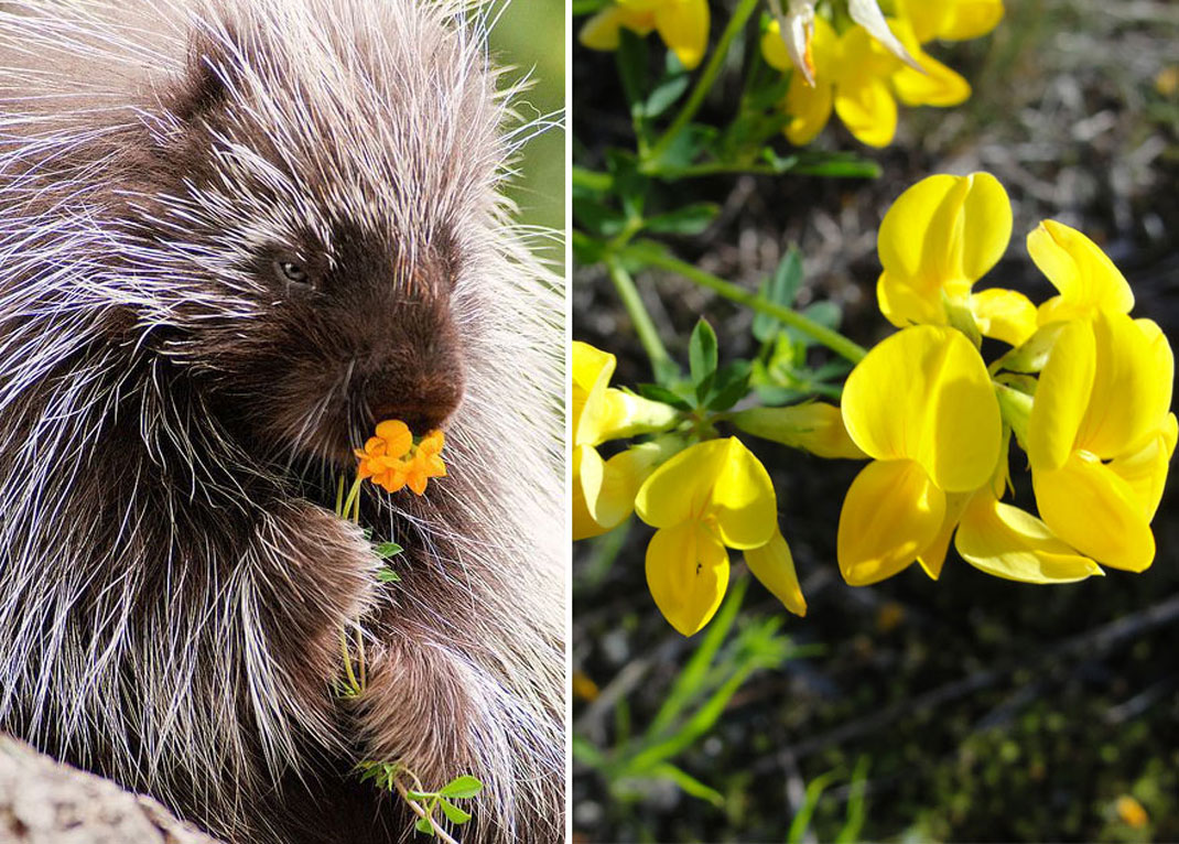 animals-smelling-flowers29