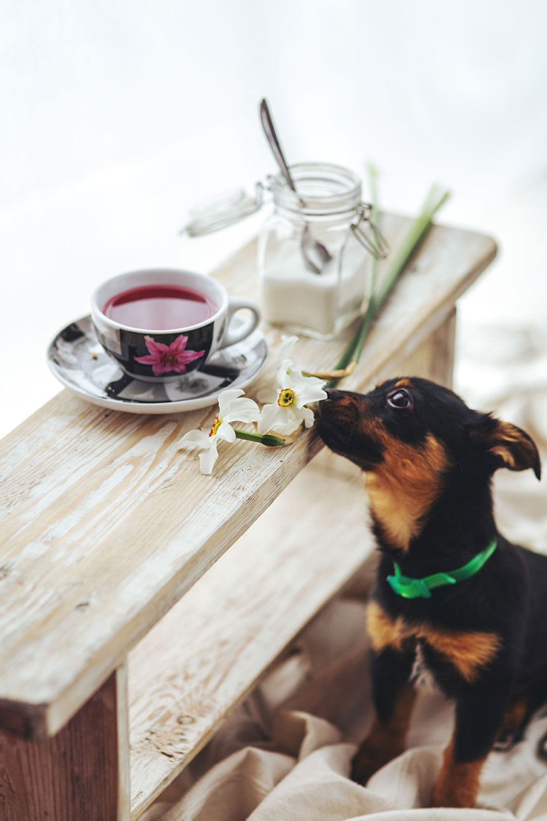 animals-smelling-flowers35