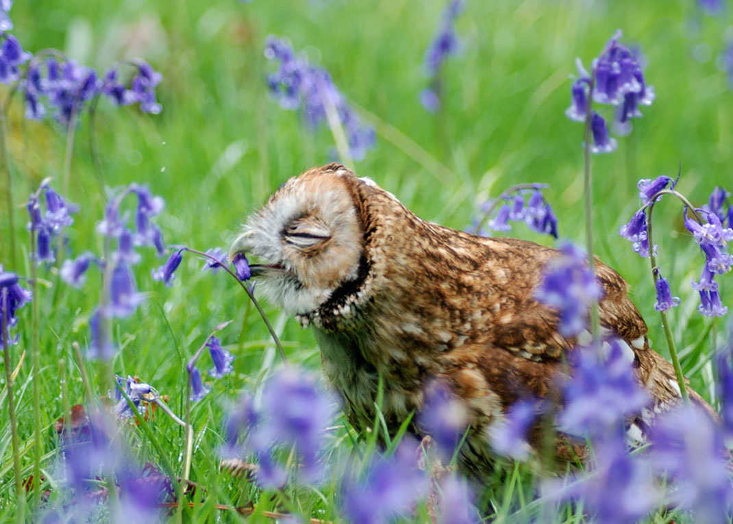 animals-smelling-flowers7
