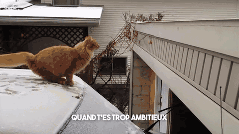 chat-saute-toit