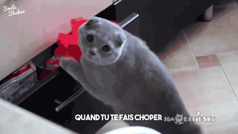 chat-tiroir