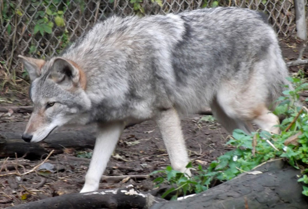 coywolf-animal